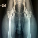 GS Brainpicker hip x-ray, November 2011